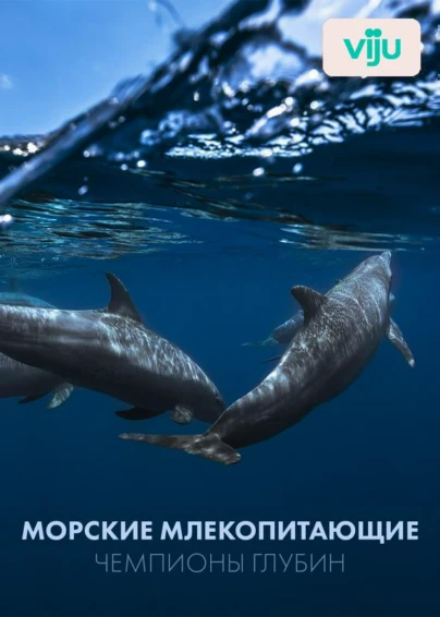 Морские млекопитающие: чемпионы глубин