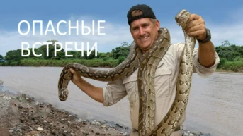 Опасные встречи