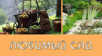 Любимый сад