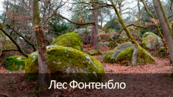 Лес Фонтенбло