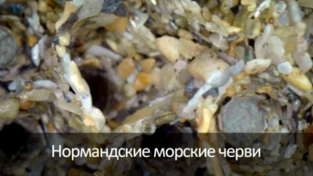 Нормандские морские черви