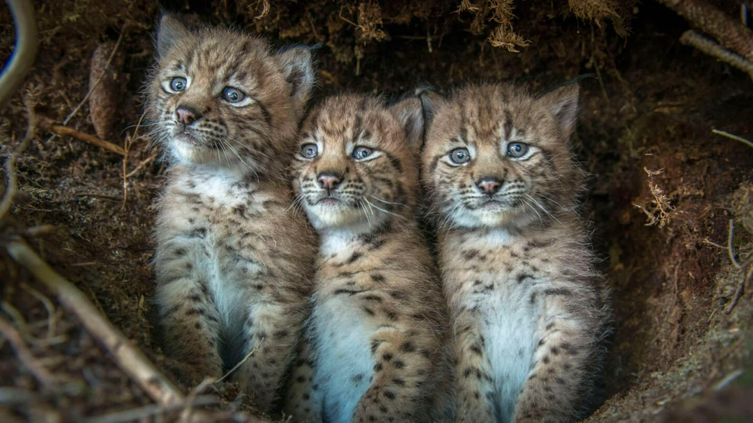 Фильм Дикие кошки