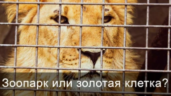Зоопарк или золотая клетка?