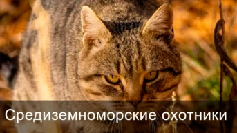 Средиземноморские охотники