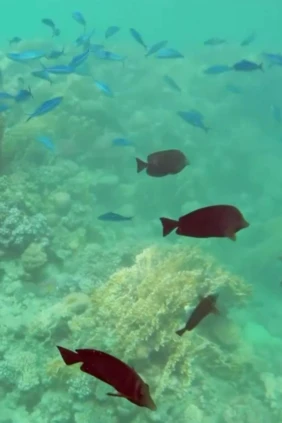 Подводный мир Красного моря
