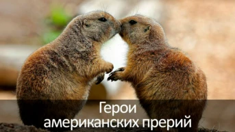 Герои американских прерий