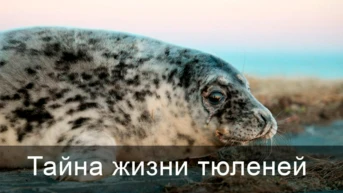 Тайна жизни тюленей