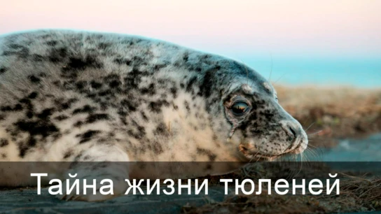 Тайна жизни тюленей