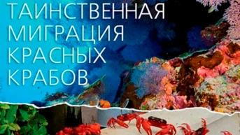 Таинственная миграция красных крабов