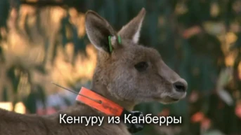 Кенгуру из Канберры