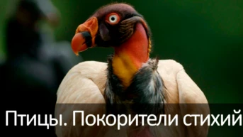 Птицы. Покорители стихий