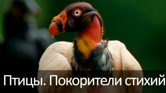 Птицы. Покорители стихий