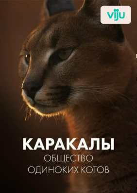 Каракалы: общество одиноких котов