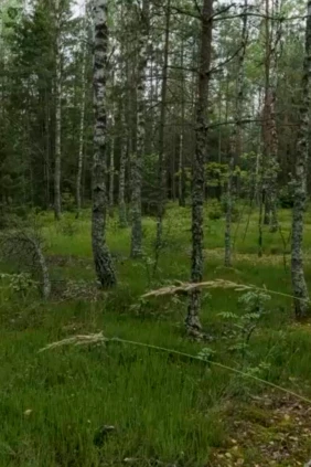 Налибокская пуща Беларусь