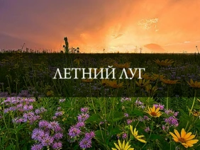 Летний луг
