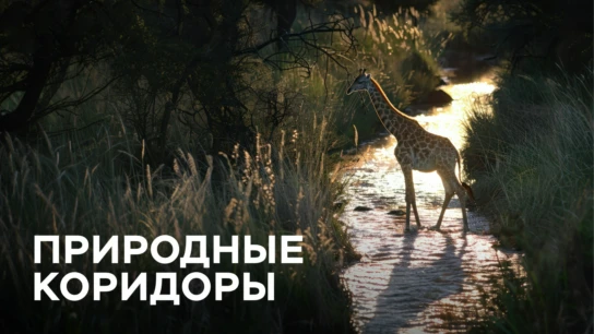 Природные коридоры