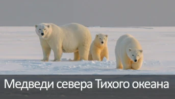 Медведи cевера Тихого океана