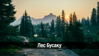 Лес Бусаку