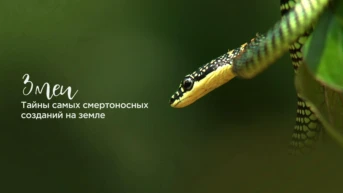 Змеи. Тайны самых смертоносных созданий на земле