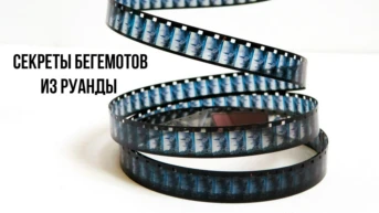Секреты бегемотов из Руанды