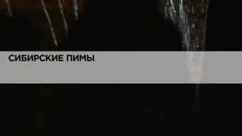 Сибирские пимы