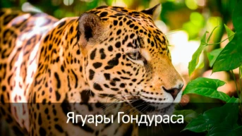 Ягуары Гондураса