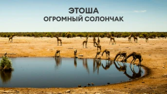 Этоша: огромный солончак