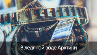 В ледяной воде Арктики