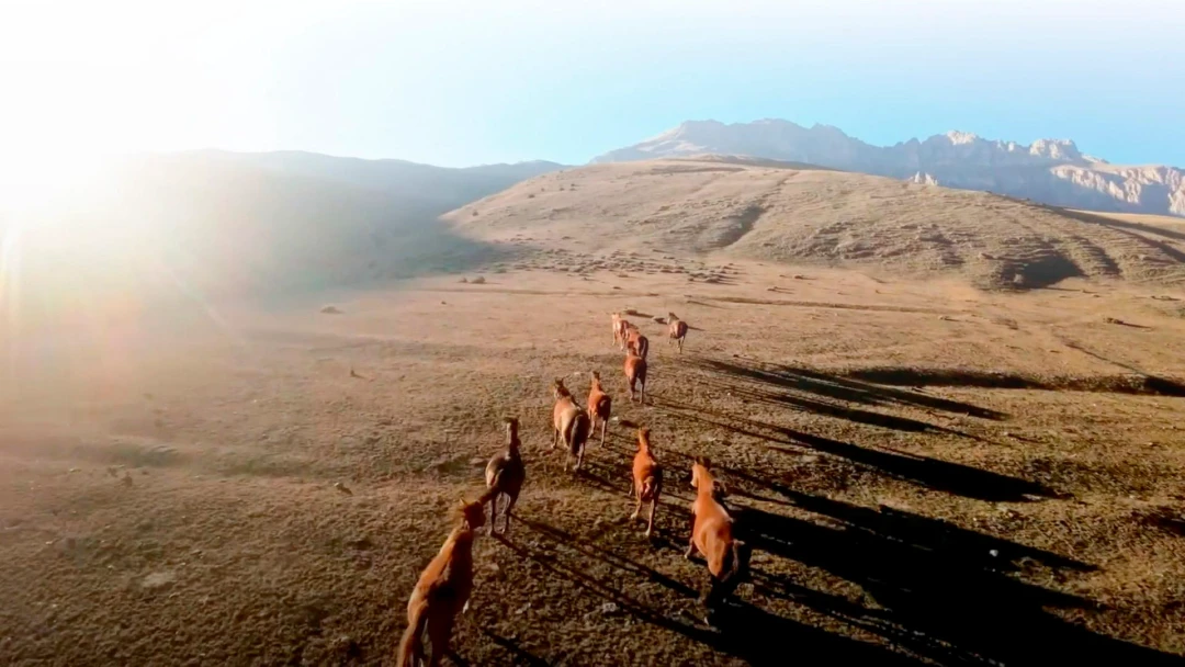 Передача Inland Visions