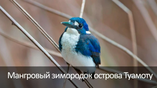 Мангровый зимородок острова Туамоту