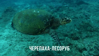 Черепаха-лесоруб из Южной Африки