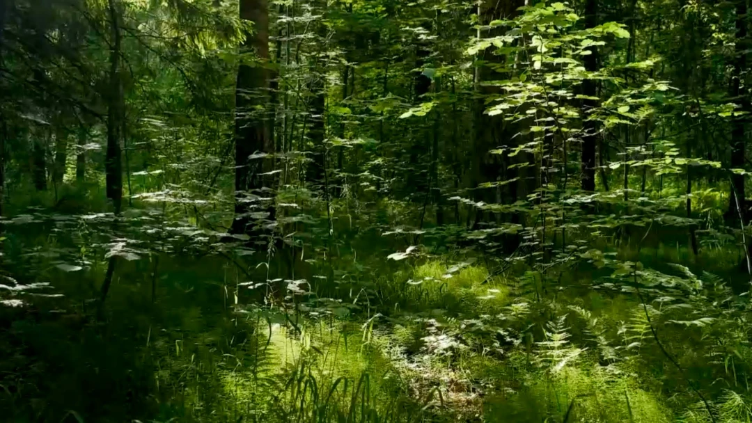 Передача В лесу на закате