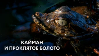 Кайман и проклятое болото