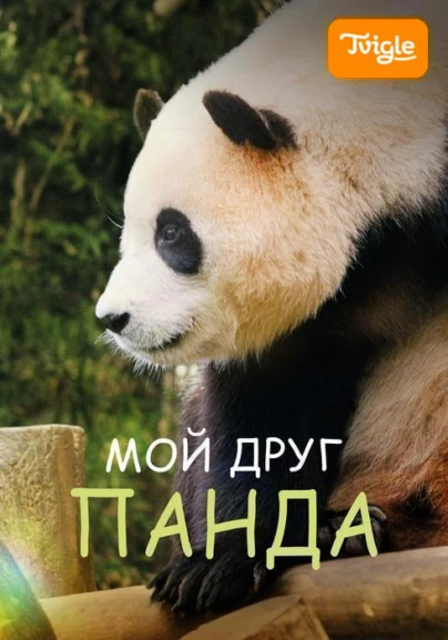 Мой друг панда