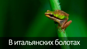 В итальянских болотах