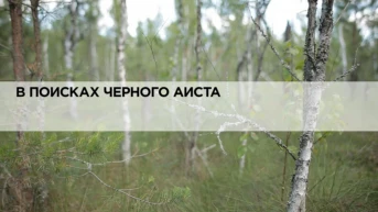 В поисках чёрного аиста