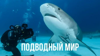 Подводный мир