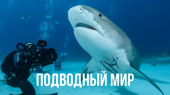 Подводный мир