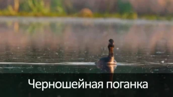 Черношейная поганка