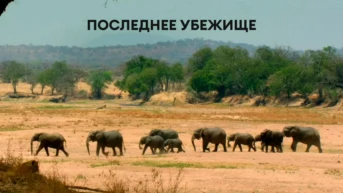 Последнее убежище