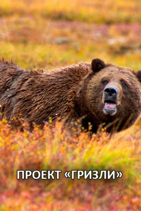 Проект «Гризли»