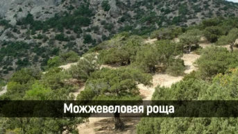 Можжевеловая роща