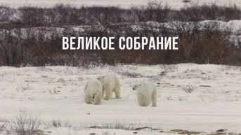 Великое собрание Арктики