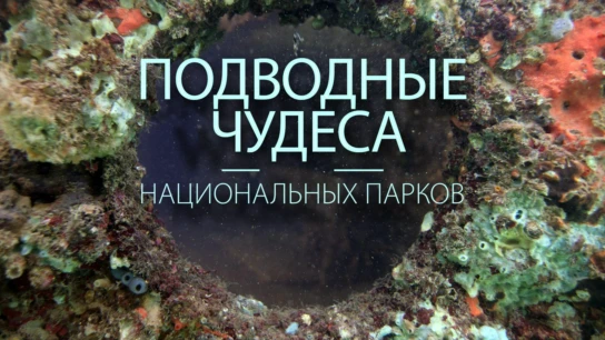 Подводные чудеса национальных парков