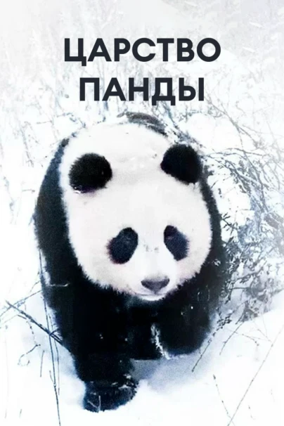 Царство панды