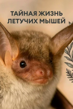 Тайная жизнь летучих мышей