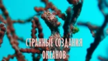 Странные морские виды