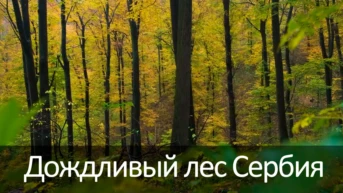 Дождливый лес Сербия
