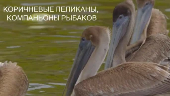 Коричневые пеликаны, компаньоны рыбаков