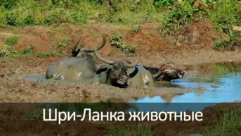 Шри-Ланка животные